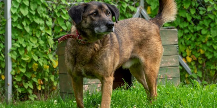 “Przygarnij psiaka” – pomagamy lokatorom płockiego schroniska, odc. 108 [FILM]