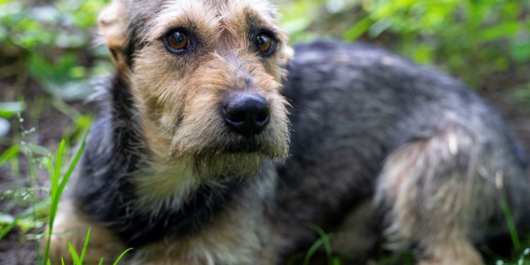 “Przygarnij psiaka” – pomagamy lokatorom płockiego schroniska, odc. 107 [FILM]