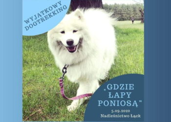 Wyzwanie dla czworonogów i ich właścicieli