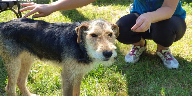 “Przygarnij psiaka” – pomagamy lokatorom płockiego schroniska, odc. 110 [FILM]