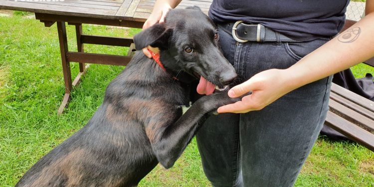 “Przygarnij psiaka” – pomagamy lokatorom płockiego schroniska, odc. 109 [FILM]