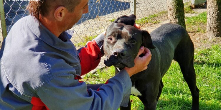 “Przygarnij psiaka” – pomagamy lokatorom płockiego schroniska, odc. 112 [FILM, ZDJĘCIA]