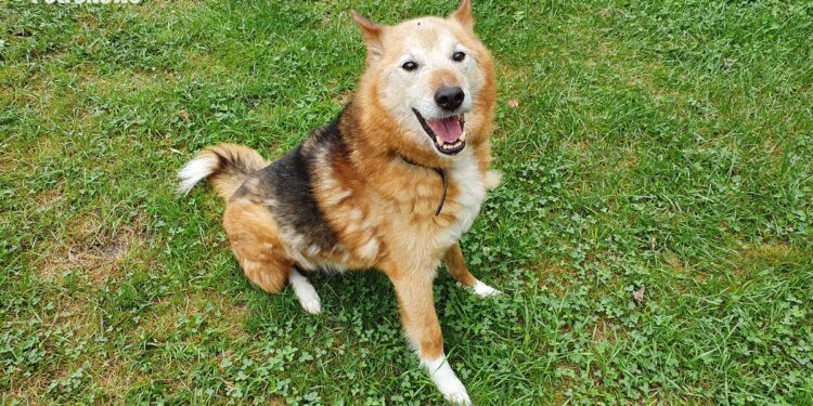 “Przygarnij psiaka” – pomagamy lokatorom płockiego schroniska, odc. 111 [FILM, ZDJĘCIA]