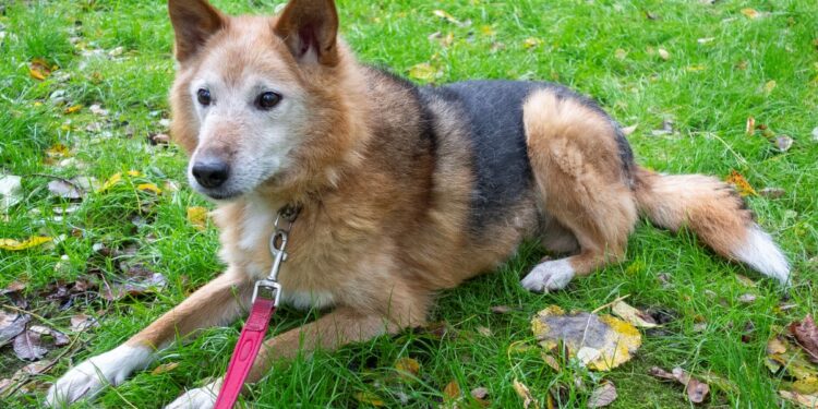 „Przygarnij psiaka” – pomagamy lokatorom płockiego schroniska odc. 114 [ZDJĘCIA]