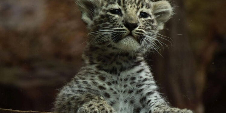 Mała samiczka lamparta perskiego w płockim zoo. Jak powinna się nazywać?