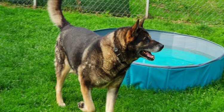 “Przygarnij psiaka” – pomagamy lokatorom płockiego schroniska, odc. 113 [FILM, ZDJĘCIA]