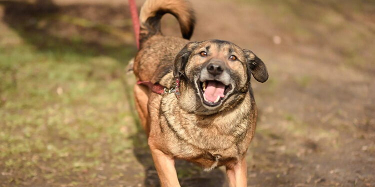 „Przygarnij psiaka” – pomagamy lokatorom płockiego schroniska, odc.117 [ZDJĘCIA]