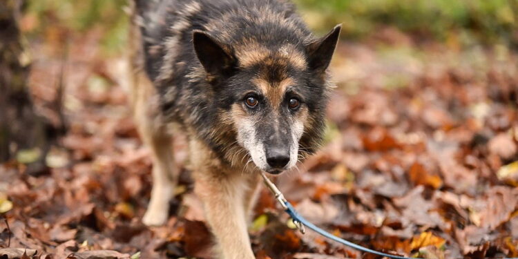 „Przygarnij psiaka” – pomagamy lokatorom płockiego schroniska, odc.116 [ZDJĘCIA]