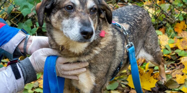 „Przygarnij psiaka” – pomagamy lokatorom płockiego schroniska cz.115 [ZDJĘCIA]