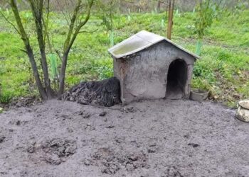 Trudno było odróżnić ją od budy… Po obcięciu ważyła 12,5 kg mniej! [ZDJĘCIA]