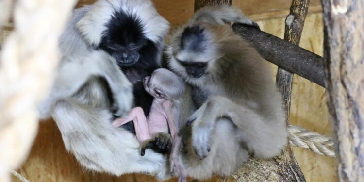 Narodziny gibbona w płockim ZOO. Jak powinien mieć na imię?