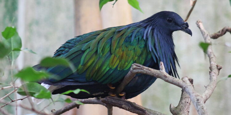 Młoda lamparcica ma już imię. Pojawili się też nowi mieszkańcy płockiego zoo