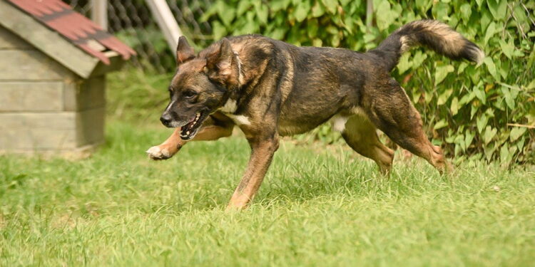 „Przygarnij psiaka” – pomagamy lokatorom płockiego schroniska, odc.118 [ZDJĘCIA]