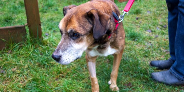 „Przygarnij psiaka” – pomagamy lokatorom płockiego schroniska, odc.119 [ZDJĘCIA]