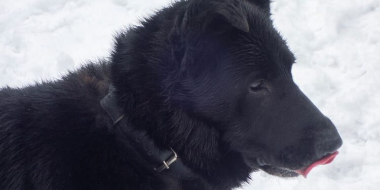 „Przygarnij psiaka” – pomagamy lokatorom płockiego schroniska, odc.120 [ZDJĘCIA]