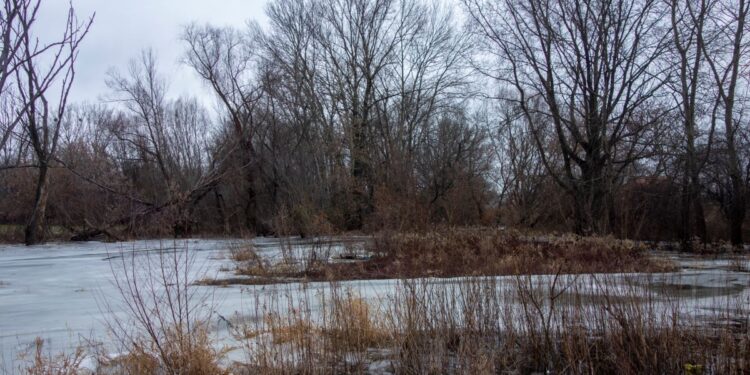 Chcieli ściąć 40 drzew i wybetonować parking w Jarze Rosicy. Ekolodzy protestują [ZDJĘCIA]