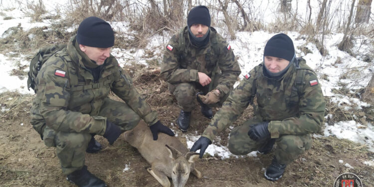 Żołnierze uratowali sarnę, która wpadła do Wisły