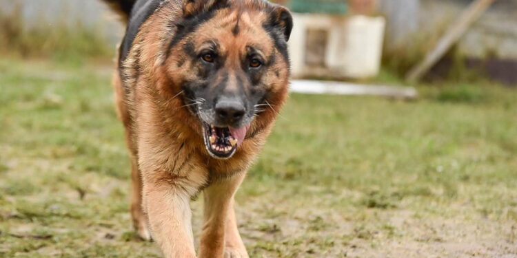 „Przygarnij psiaka” – pomagamy lokatorom płockiego schroniska, odc.121 [ZDJĘCIA]