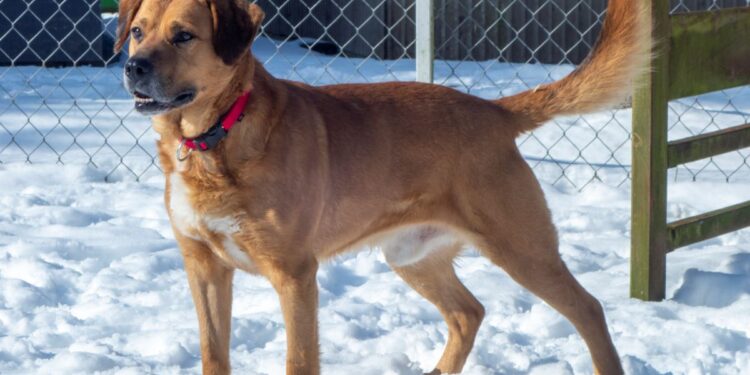 „Przygarnij psiaka” – pomagamy lokatorom płockiego schroniska, odc.124 [ZDJĘCIA]