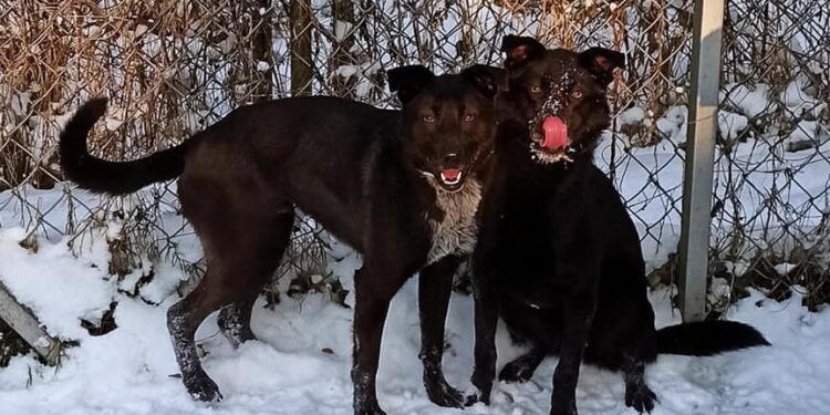 „Przygarnij psiaka” – pomagamy lokatorom płockiego schroniska, odc.123 [ZDJĘCIA]