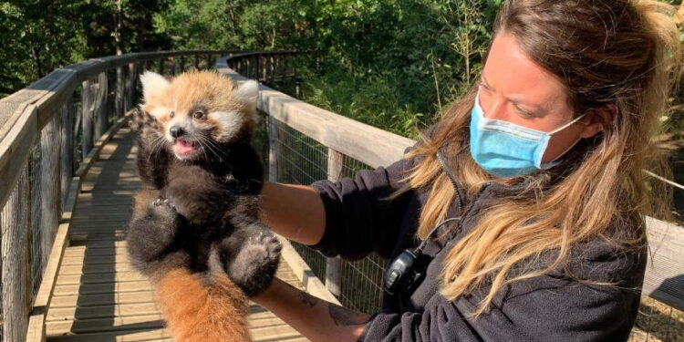 W płockim zoo zamieszkała panda mała. Przyjechała z Francji