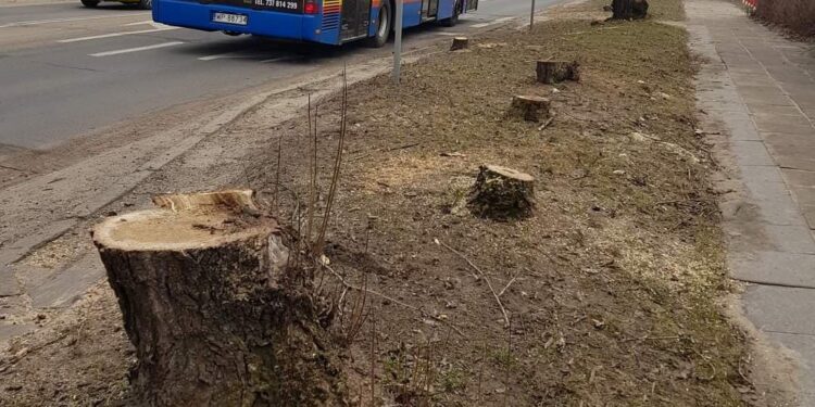 W Płocku wyrżnięto 50 kolejnych drzew. W zamian powinni posadzić… 85 tysięcy drzew dziesięcioletnich!