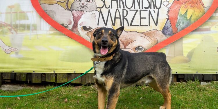 „Przygarnij psiaka” – pomagamy lokatorom płockiego schroniska, odc.125 [ZDJĘCIA]