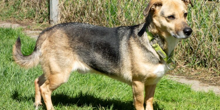 „Przygarnij psiaka” – pomagamy lokatorom płockiego schroniska, odc.126 [ZDJĘCIA]