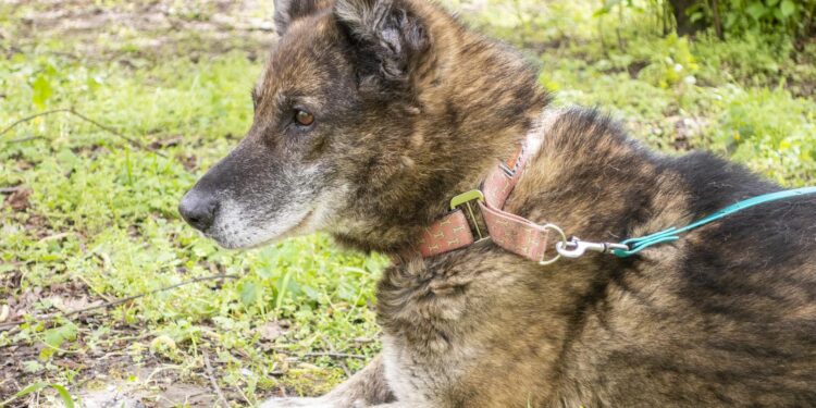 „Przygarnij psiaka” – pomagamy lokatorom płockiego schroniska, odc.127 [ZDJĘCIA]
