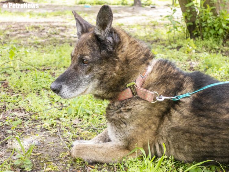 Lucky fot. Wiktor Pleczyński