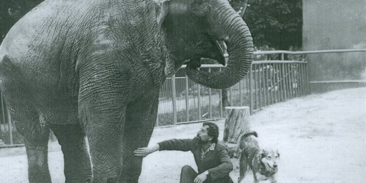 Kto pamięta słonicę Petrę? Wspomina ją zoo, a my znaleźliśmy pewne nagranie… [FILM, ZDJĘCIA]