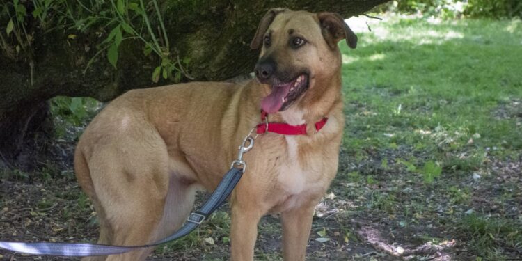 „Przygarnij psiaka” – pomagamy lokatorom płockiego schroniska, odc.130 [ZDJĘCIA]