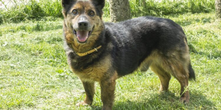 „Przygarnij psiaka” – pomagamy lokatorom płockiego schroniska, odc.129 [ZDJĘCIA]