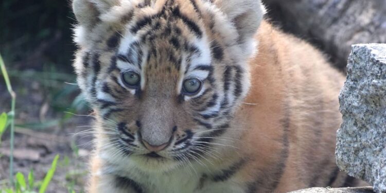 ZOO szuka imion dla tygrysków. Można przesyłać propozycje
