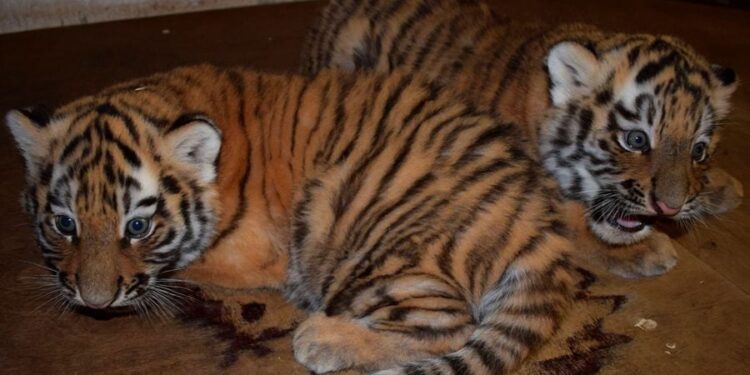 Sensacja w płockim zoo – urodziły się tygrysiątka! Jak powinny mieć na imię?