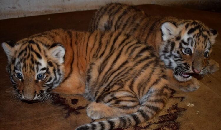 Fot. Zoo Płock