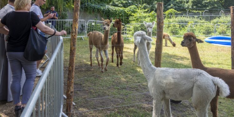 Nowa inicjatywa przy Klasztorze Mariawitów. Czego dotyczy i po co tam alpaki?