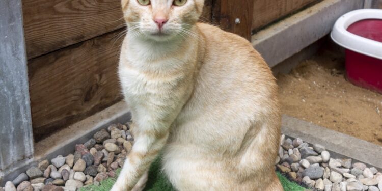 „Przygarnij psiaka i kociaka” – pomagamy lokatorom płockiego schroniska, odc.132 [ZDJĘCIA]