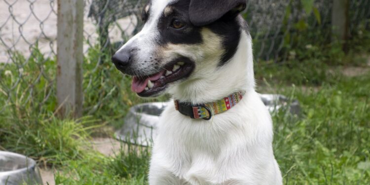 „Przygarnij psiaka i kociaka” – pomagamy lokatorom płockiego schroniska, odc.132 [ZDJĘCIA]