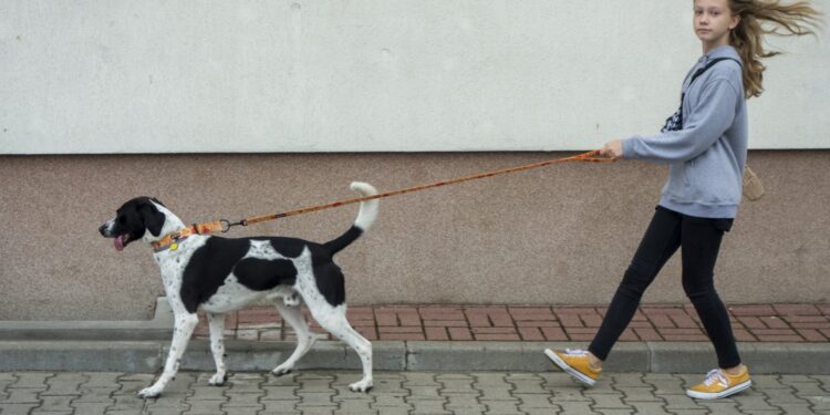 „Przygarnij psiaka” – pomagamy lokatorom płockiego schroniska, odc.131 [ZDJĘCIA]