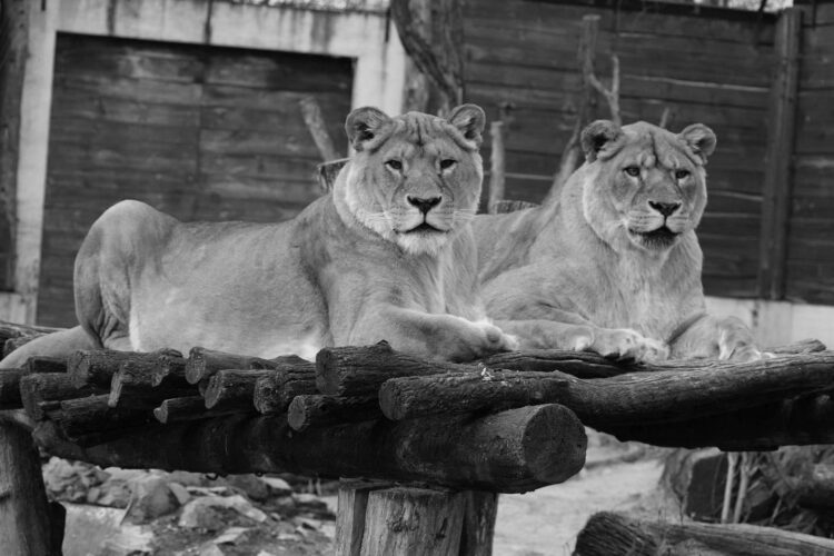 Fot. Zoo Płock