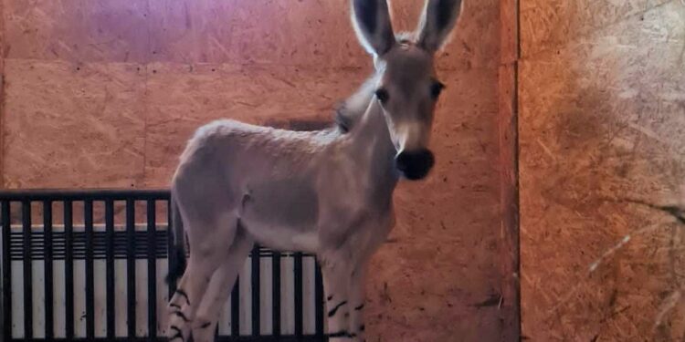Niezwykłe narodziny w płockim zoo. Ten sympatyczny zwierzak jest zagrożony wyginięciem