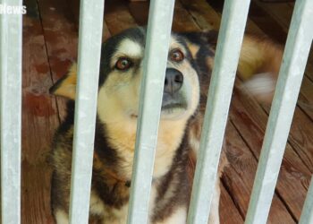 Prezes ORLENU w płockim schronisku. Co powstanie za darowiznę Koncernu? [FILM, ZDJĘCIA]