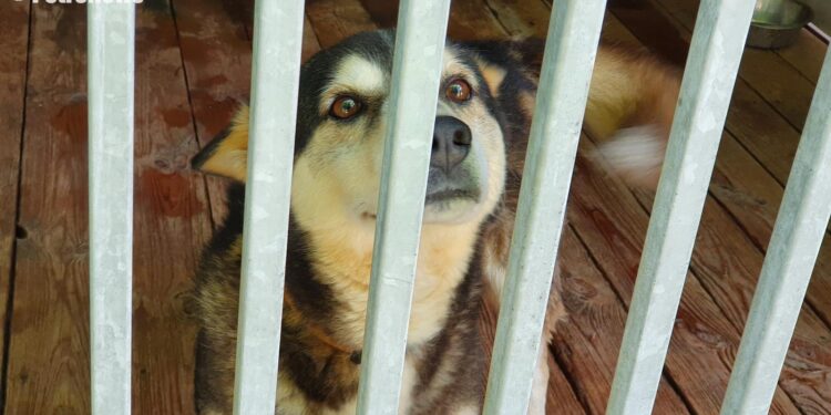 Prezes ORLENU w płockim schronisku. Co powstanie za darowiznę Koncernu? [FILM, ZDJĘCIA]