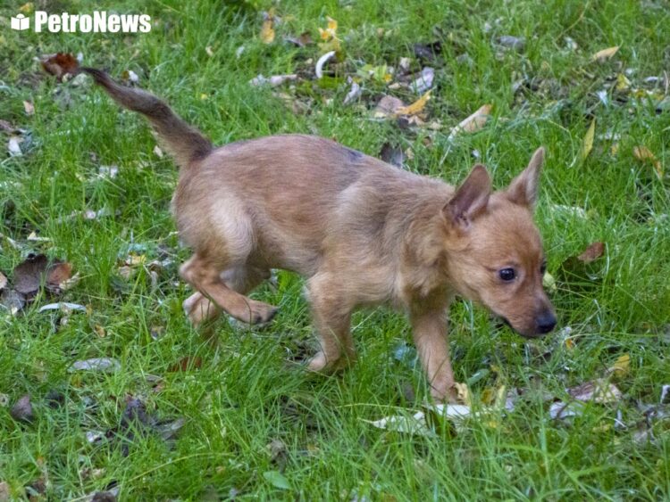fot. Wiktor Pleczyński