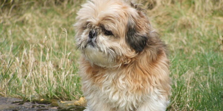 Policjanci wytropili złodzieja psów. Gruzin ukrywał shih tzu w mieszkaniu