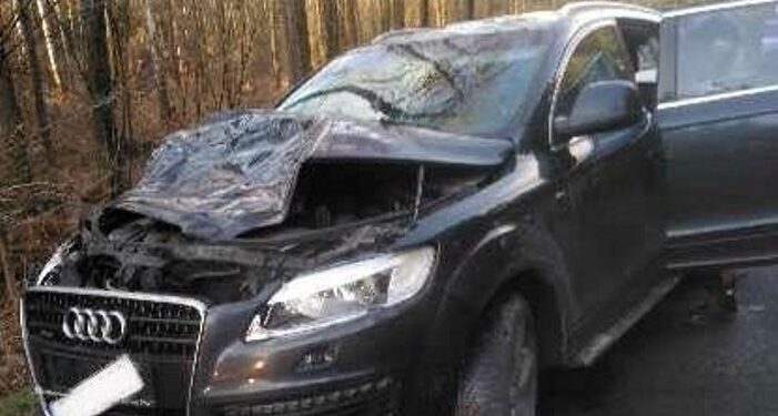 Kolejna kolizja w lesie. Łoś wpadł na samochód