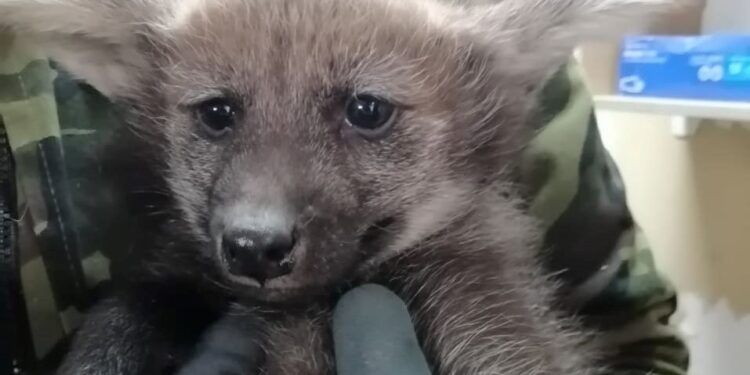Grzywiasty maluch zamieszkał w Płocku. Ten słodziak pachnie… piwem