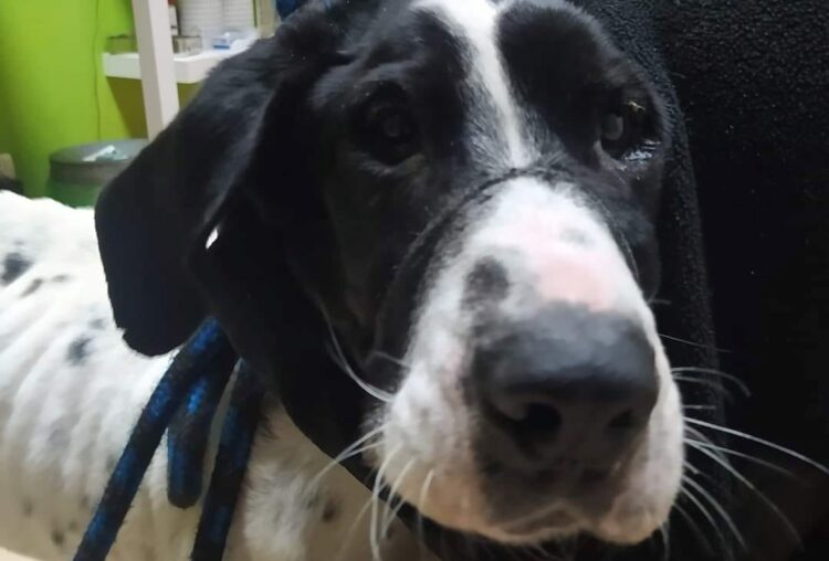 Fot. OTOZ Animals Płock