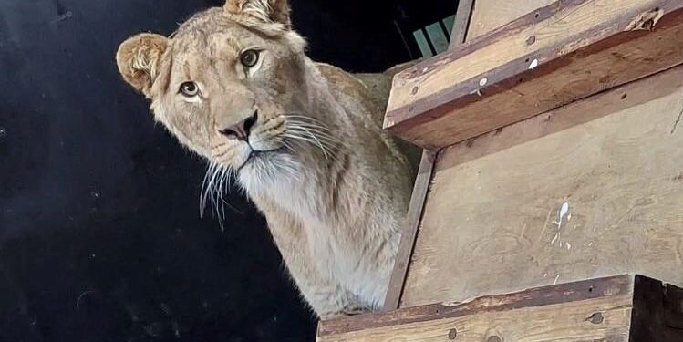 W płockim zoo znów mamy rodzinę lwów. Poznajcie Chipo, Kimani oraz Ullra [ZDJĘCIA]